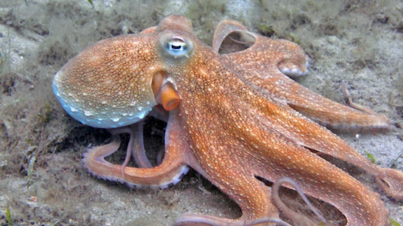 Octopus: A Dalmatian Delicacy